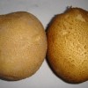 購買優良馬鈴薯種薯首選金農種業專業供貨100%放心選擇土豆種