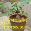 常年供應優質何首烏種子和種苗!3