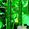 耐寒高抗病黃瓜品種-博優二號F1