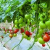 優秀大紅番茄-以色列2012F1