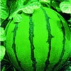 京欣系列花皮甜脆高產西瓜-世紀先鋒F1