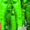 進口優秀暢銷粗大羊角椒-坂田008 F1