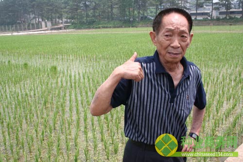 袁隆平發明雜交水稻:一顆種子改變世界