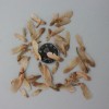 熱銷2013年美國紅楓種子 紅花槭、北方紅楓、北美紅楓種子