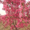 絢麗海棠
絢麗海棠   小喬木,樹形緊密,干棕紅色,高4.5~6m,小枝暗紫色。樹皮縱裂,多刺狀短枝。嫩葉紫紅色,逐漸變為翠綠,花期4月下旬,花深粉紅色,花徑3.5cm,開花繁而艷。果實亮紅色,燈籠形,直徑1.6cm,著果密,萼宿存,六月果實成熟,燈籠形果實,且萼片宿存,結果豐富,掛果期可長達數月。果實富有特色,且萼片宿存,結果豐富,成熟期早,