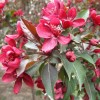王族海棠
王族海棠   喬木,高6~7m,樹型直立,樹冠圓形,枝條暗紫紅色,葉片橢圓形,鋸齒鈍。春、夏、秋三季其葉色始終以紫色為基調深淺變化,葉片上有金屬般的光亮,整個樹給人以光彩四溢的感覺。4月上旬始花,花蕾暗黑紅色,開后逐漸轉為暗紅色至深紫紅色;花瓣6~10數,排成兩輪,花梗直立,花直徑5cm,花萼筒紫黑色,光滑,萼齒細長,內被稀毛。果實球形,黑紅色,直徑1.5cm,表面被霜狀蠟質。果萼宿存,是最具觀賞價值的紫葉品種。