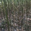 竹柳2公分、3公分、4公分-青峰苗木基地