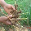 優質高產黃花菜種苗原產地供應