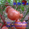 極早熟、抗TY病毒、抗線蟲、高產等、粉果番茄種子