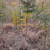 供應毛桃苗  山杏苗  山桃苗  刺槐苗  花椒苗