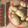 2015農科院供應一級土豆種子夏波蒂克新1號