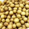 供應一級脫毒原原種土豆種子批發