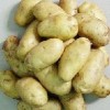 供應農科院優質早熟土豆種子