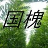 大量批發國槐苗 蘋果苗 山楂苗 皂角苗 花椒苗