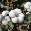 供應棉花種子中所綿47號，魯綿