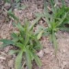 面條菜種子，面條菜種子廠家
