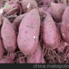 供應優質脫毒高產抗病早熟紅薯品種北京553紅薯種子
