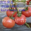 極早熟、抗TY病毒、抗線蟲、高產等、粉果番茄種子