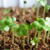 供應一級脫毒農科院優質香菜種子價格批發優惠