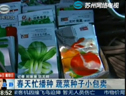 春天忙播種 蔬菜種子小包賣 (1247播放)