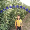 河北供應櫻桃苗