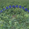 河北供應葡萄苗