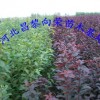 河北供應榆葉梅