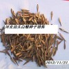 滄州白臘種子價格多少錢？中正種植專業合作告訴你價格