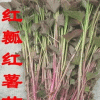 2014金農豐源紅薯苗、紫地瓜種子、紫薯苗種子預定