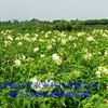 供應菜芙蓉種子，金花葵種子，特菜蔬菜種子批發