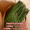供應蘆筍種子，蘆筍種苗，紫色蘆筍種子，特菜種子