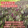 長期供應紫背天葵種苗，補血菜種苗