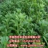 供應救心菜種苗，養心菜種苗，費菜種苗，景天三七種苗