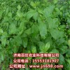 供應菜用的枸杞種子，次啊用枸杞苗，特菜種子