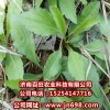 供應馬蘭頭種苗，特菜種子，基地直銷