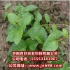 供應藤三七種苗，藤三七種子，特菜種子，多年生