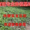 供應富貴菜種苗，降糖草種苗，長命菜種苗，特菜種子批發