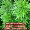 供應柳蒿種子，柳蒿種苗，降壓草種苗的特野菜種子