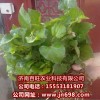 長期供應魚腥草種苗，特野菜種子等，瓜果種子等