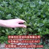 供應田七菜種苗，特菜種子齊全，瓜果種子等