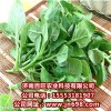 供應番杏種子，新西蘭菠菜種子，特野菜種子，瓜果種子