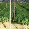 供江西紅豆杉，羅漢松，竹柏，杜英，紫薇，桂花，廣玉蘭 香樟
