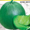 大富農供應綠皮甜瓜-冰翡翠二號