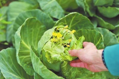 洛陽伊濱8畝包心菜未包心先開花 疑為假種子惹禍-洛陽網新聞-洛城網  楊女士家開花的包心菜