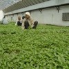 供高產優質辣椒種苗