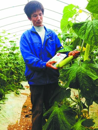 武漢菜農種黃瓜條條像苦瓜 欲起訴種子公司