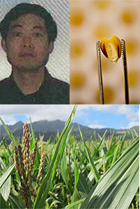 王宏偉與轉基因玉米種子
