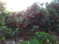 仙進奉荔枝園 (3?)
