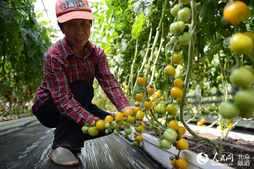 工作人員向記者展示待參會品種