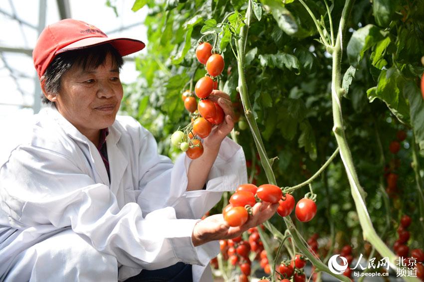 工作人員向記者展示待參會品種。